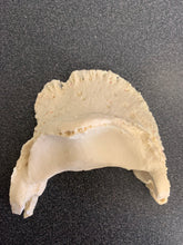 Load image into Gallery viewer, Chris Pollitt Foundered Hoof Capsule with Pathological Pedal Bone